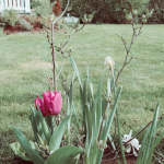 Garten_frühling_10