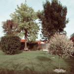 garten_bäume
