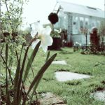 garten_frühling_1