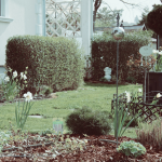 garten_frühling_7